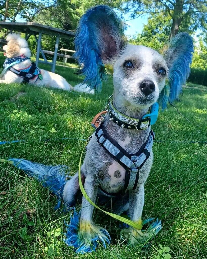Dog hair Dye ideas