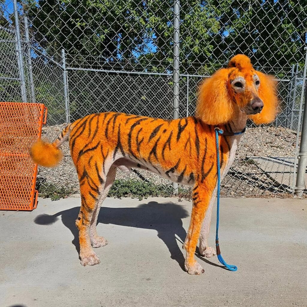 Dog Haircut Ideas