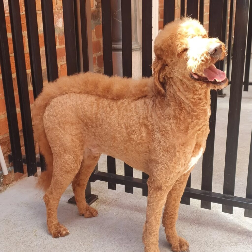 Dog Haircut Ideas