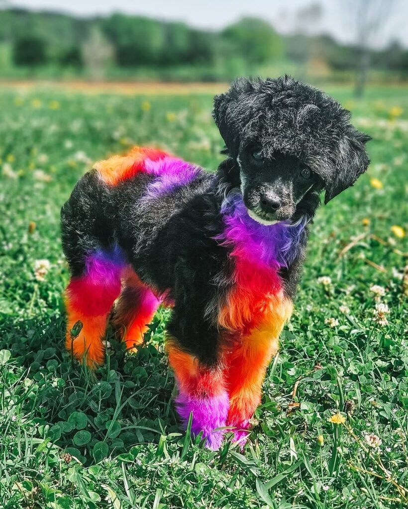 Dog hair Dye ideas