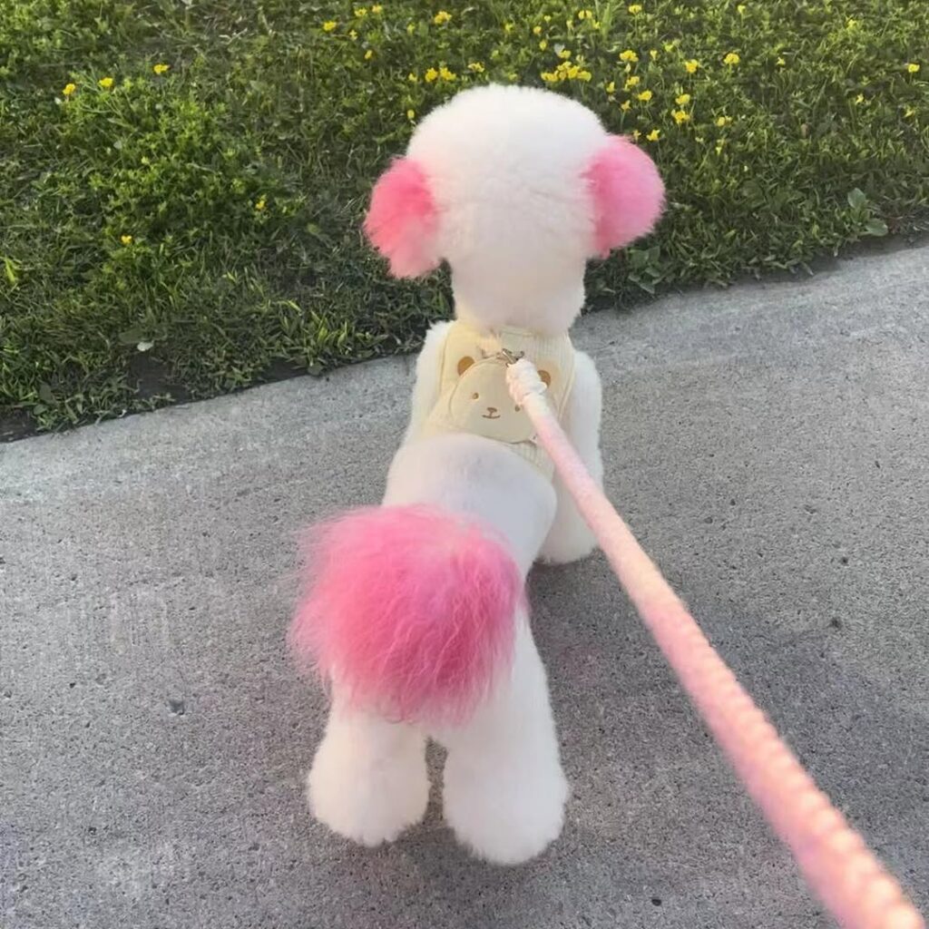 Dog hair Dye ideas