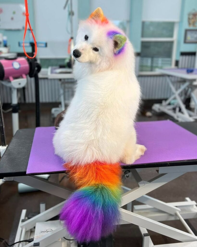 Dog hair Dye ideas