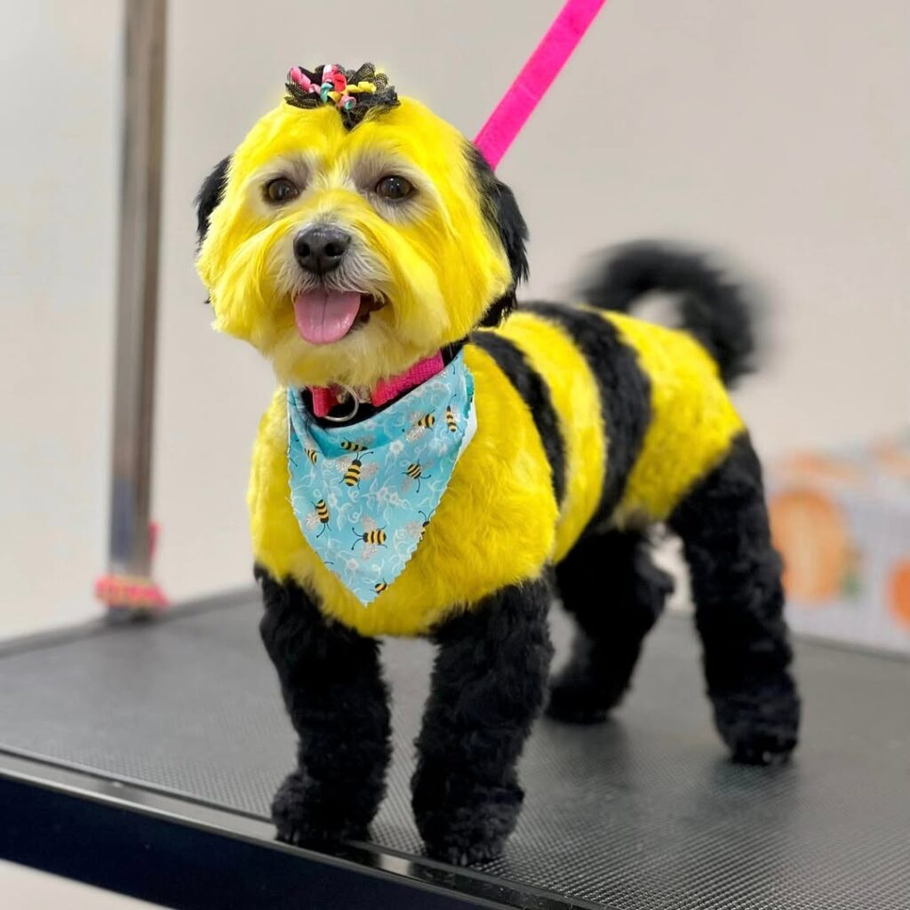 Dog Haircut Ideas