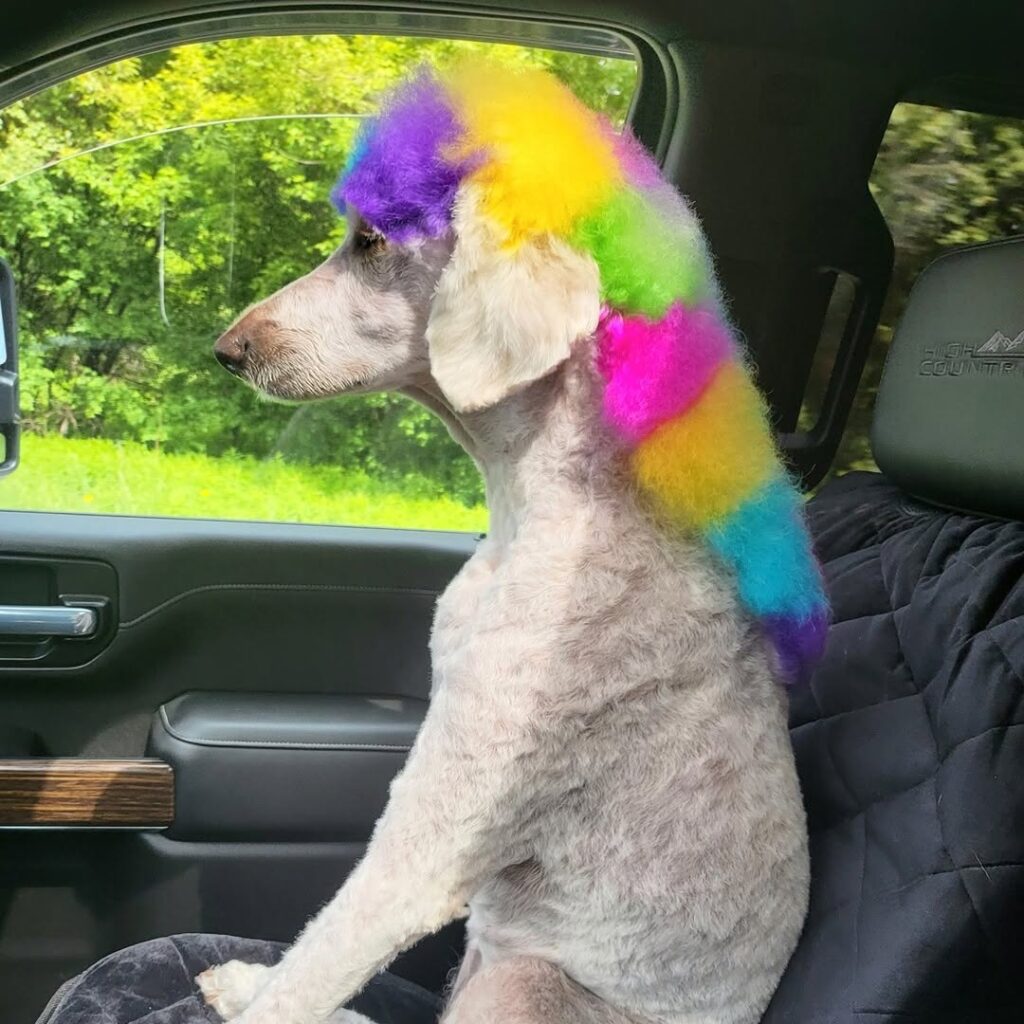 Dog hair Dye ideas